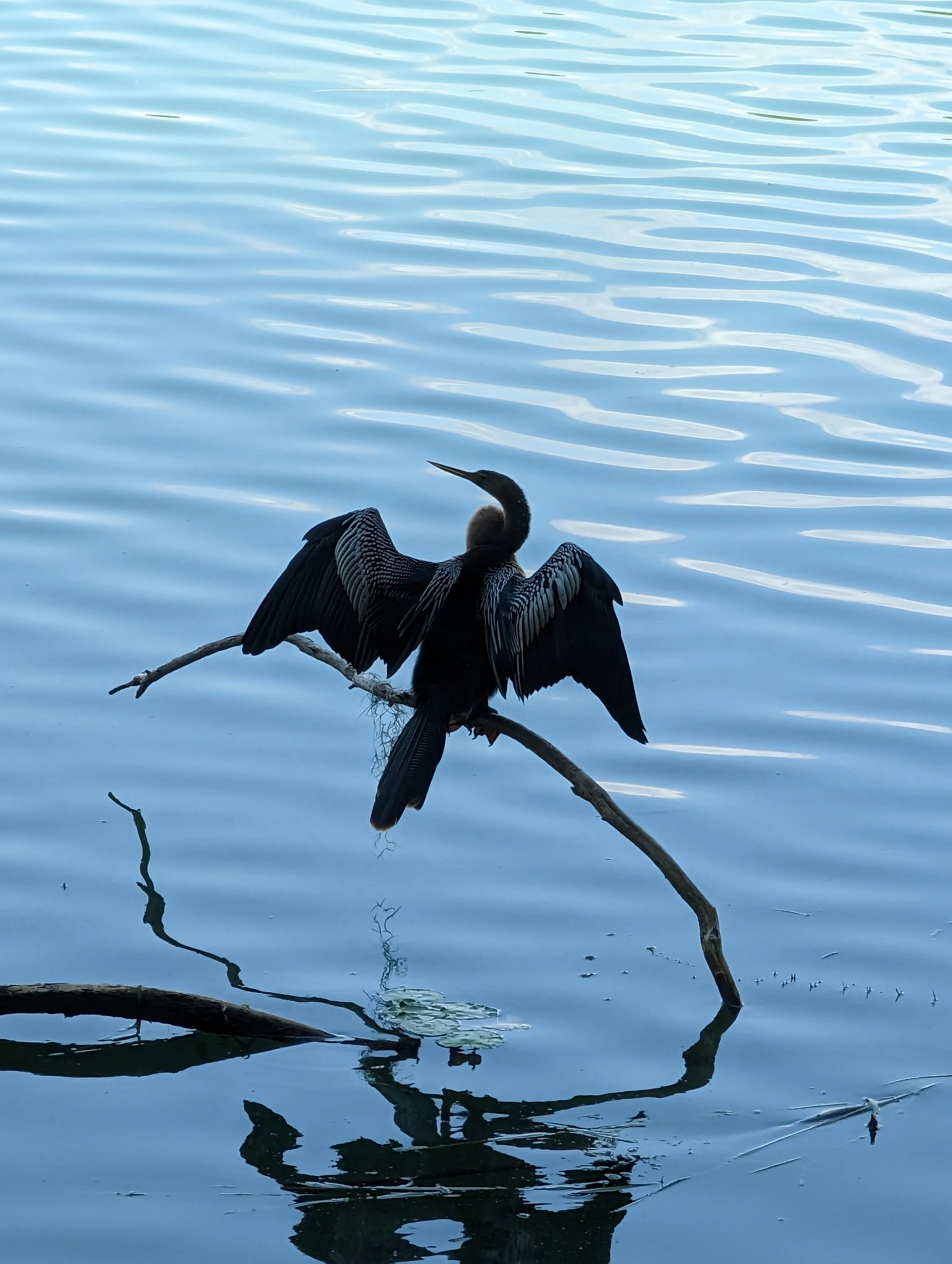 Anhinga on display